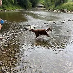 Sequoia 140, Nature, Piscine,2 Chiens Ok Horská chata *