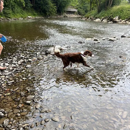 Sequoia 140, Nature, Piscine,2 Chiens Ok Horská chata *