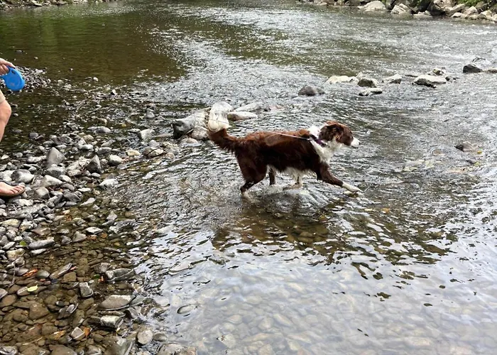 Sequoia 140, Nature, Piscine,2 Chiens Ok Chalet *
